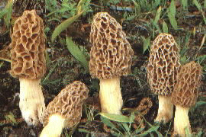 http://www.nwbotanicals.org/nwb/morel2.jpg